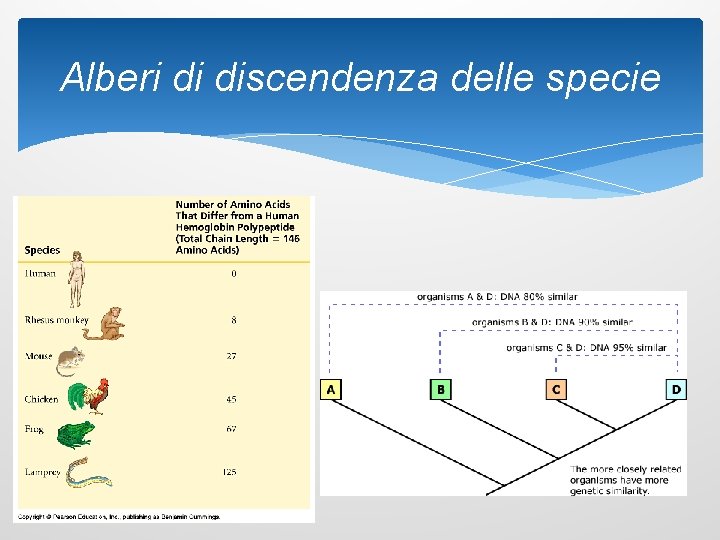 Alberi di discendenza delle specie 