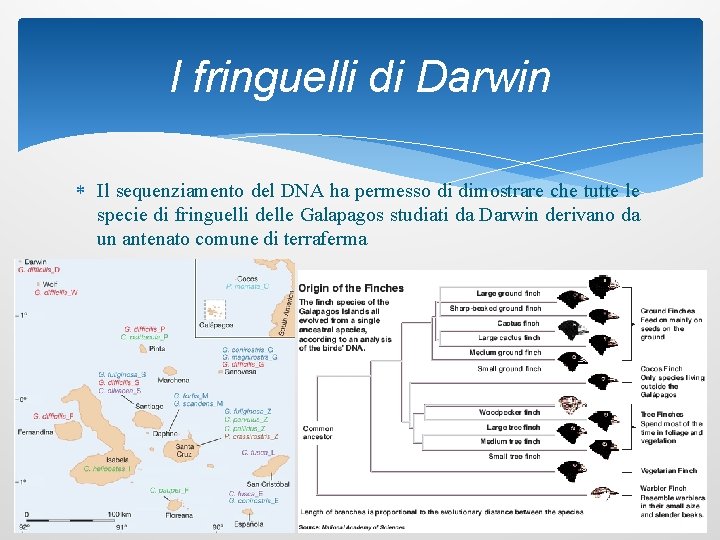 I fringuelli di Darwin Il sequenziamento del DNA ha permesso di dimostrare che tutte
