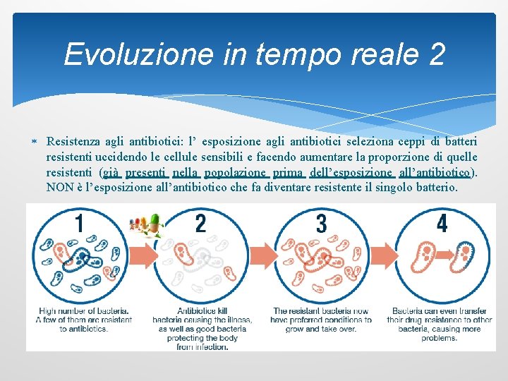 Evoluzione in tempo reale 2 Resistenza agli antibiotici: l’ esposizione agli antibiotici seleziona ceppi