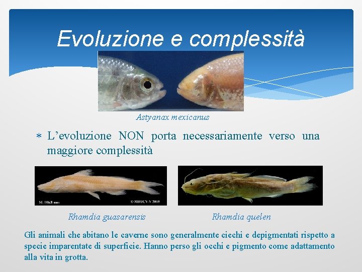Evoluzione e complessità Astyanax mexicanus L’evoluzione NON porta necessariamente verso una maggiore complessità Rhamdia