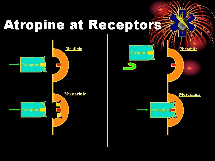 Atropine at Receptors Nicotinic Atropine Muscarinic Atropine 