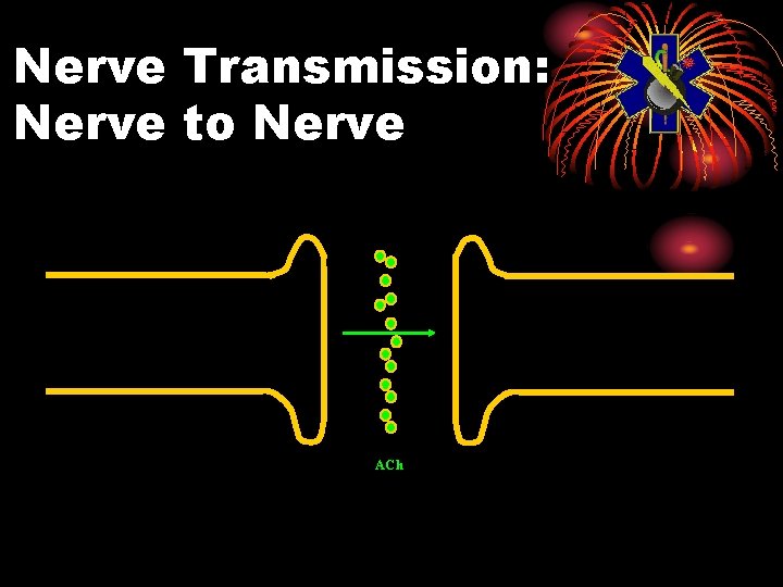 Nerve Transmission: Nerve to Nerve ACh 