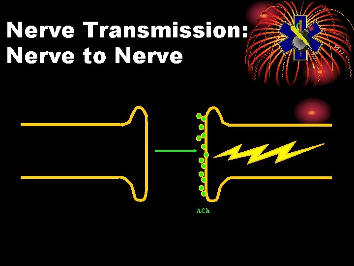 Nerve Transmission: Nerve to Nerve ACh 