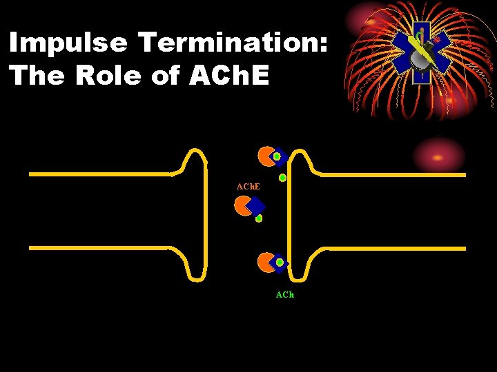 Impulse Termination: The Role of ACh. E ACh 