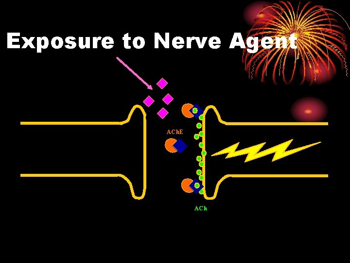 Exposure to Nerve Agent ACh. E ACh 