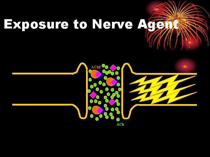 Exposure to Nerve Agent ACh. E ACh 