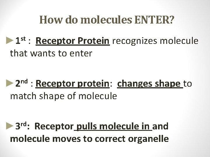 How do molecules ENTER? ► 1 st : Receptor Protein recognizes molecule that wants How do molecules ENTER? ► 1 st : Receptor Protein recognizes molecule that wants