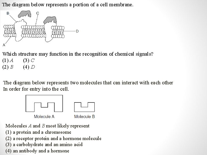 The diagram below represents a portion of a cell membrane. Which structure may function