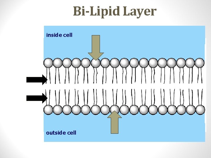 Bi-Lipid Layer inside cell outside cell 