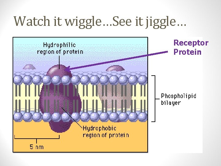 Watch it wiggle…See it jiggle… Receptor Protein 