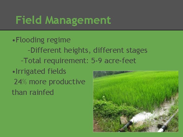 Field Management • Flooding regime –Different heights, different stages –Total requirement: 5 -9 acre-feet