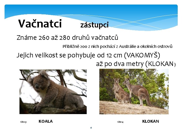 Vačnatci zástupci Známe 260 až 280 druhů vačnatců Přibližně 200 z nich pochází z