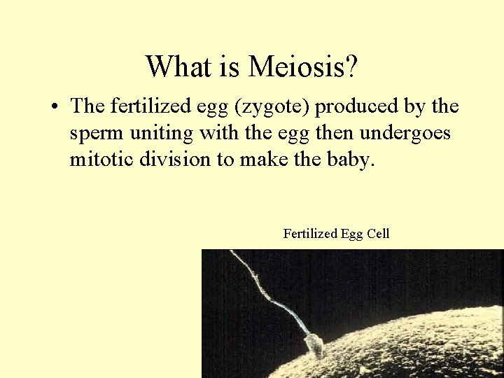 What is Meiosis? • The fertilized egg (zygote) produced by the sperm uniting with