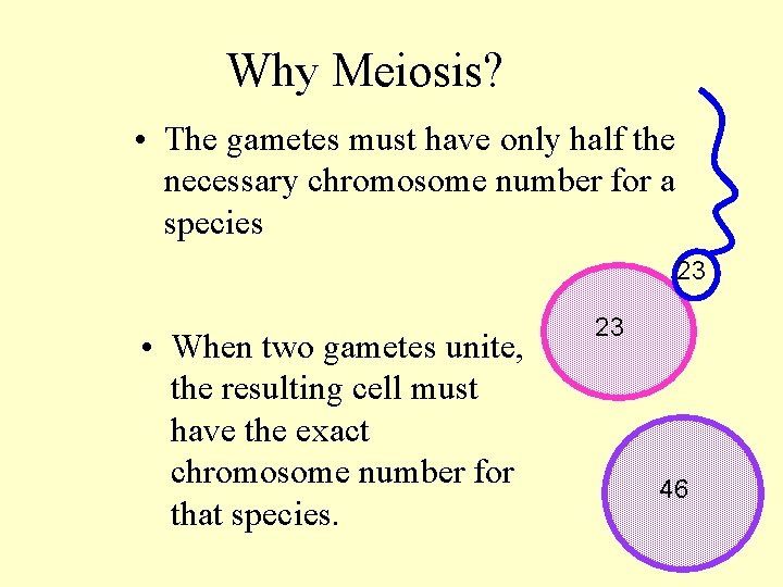 Why Meiosis? • The gametes must have only half the necessary chromosome number for