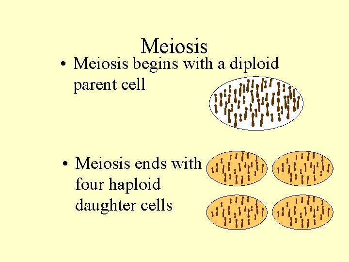 Meiosis • Meiosis begins with a diploid parent cell • Meiosis ends with four