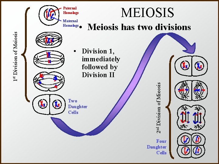 MEIOSIS Paternal Homologs • Meiosis has two divisions • Division 1, immediately followed by
