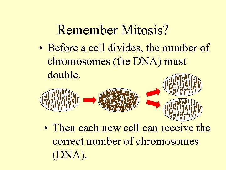 Remember Mitosis? • Before a cell divides, the number of chromosomes (the DNA) must