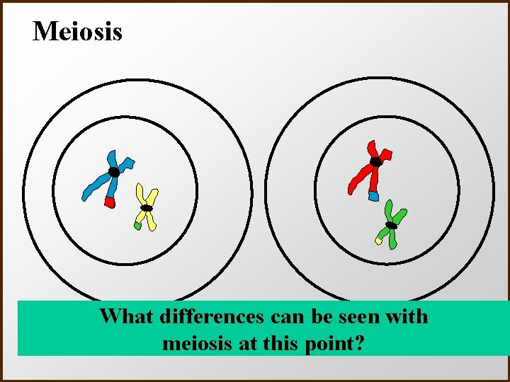 Meiosis What differences can be seen with meiosis at this point? 