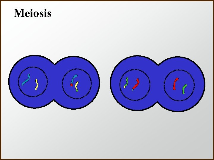 Meiosis 