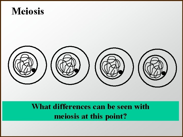 Meiosis What differences can be seen with meiosis at this point? 