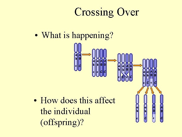 Crossing Over • What is happening? a A b B c C a a