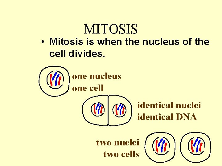 MITOSIS • Mitosis is when the nucleus of the cell divides. one nucleus one