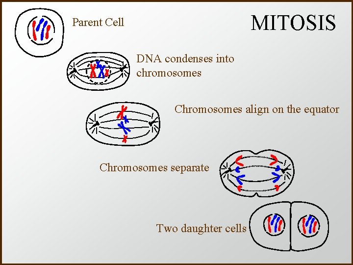MITOSIS Parent Cell DNA condenses into chromosomes Chromosomes align on the equator Chromosomes separate