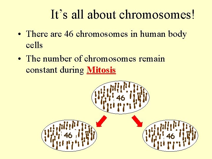 It’s all about chromosomes! • There are 46 chromosomes in human body cells •