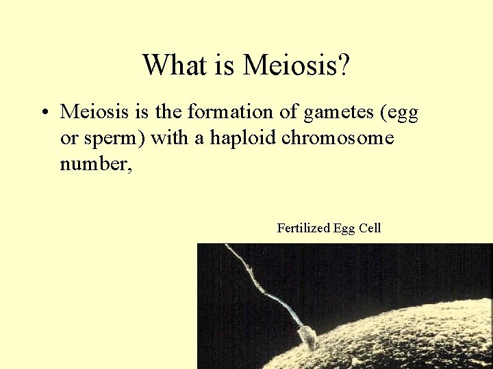 What is Meiosis? • Meiosis is the formation of gametes (egg or sperm) with