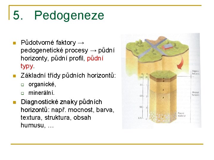 5. Pedogeneze n n Půdotvorné faktory → pedogenetické procesy → půdní horizonty, půdní profil,