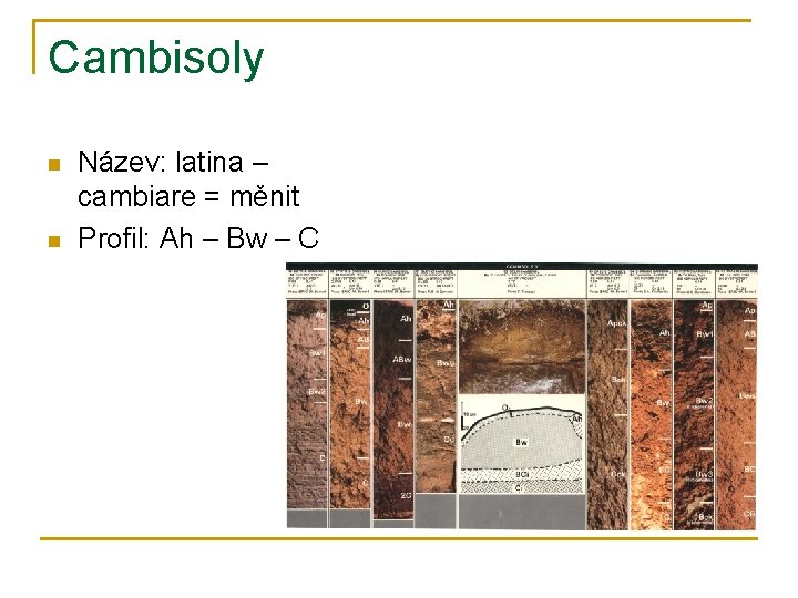 Cambisoly n n Název: latina – cambiare = měnit Profil: Ah – Bw –