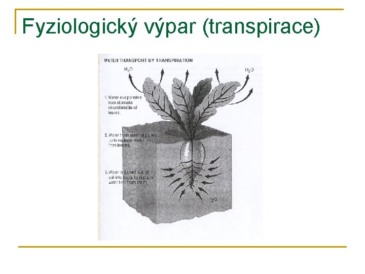 Fyziologický výpar (transpirace) 