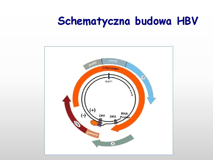 Schematyczna budowa HBV 