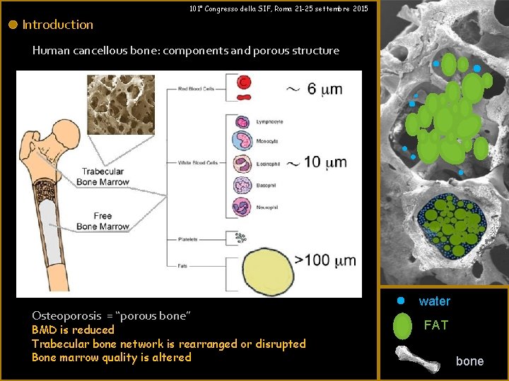 101° Congresso della SIF, Roma 21 -25 settembre 2015 Introduction Human cancellous bone: components