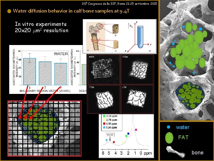 101° Congresso della SIF, Roma 21 -25 settembre 2015 Water diffusion behavior in calf