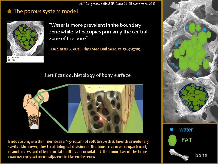 101° Congresso della SIF, Roma 21 -25 settembre 2015 The porous system model “Water