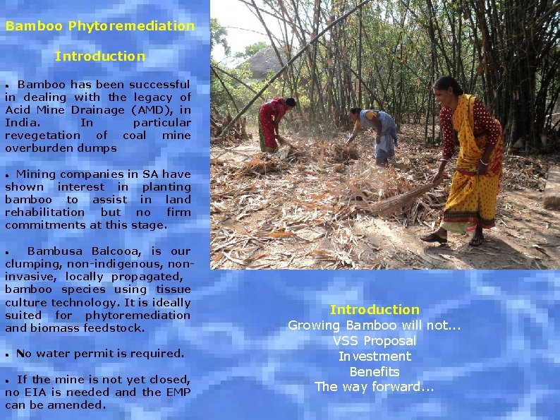 Bamboo Phytoremediation Introduction Bamboo has been successful in dealing with the legacy of Acid