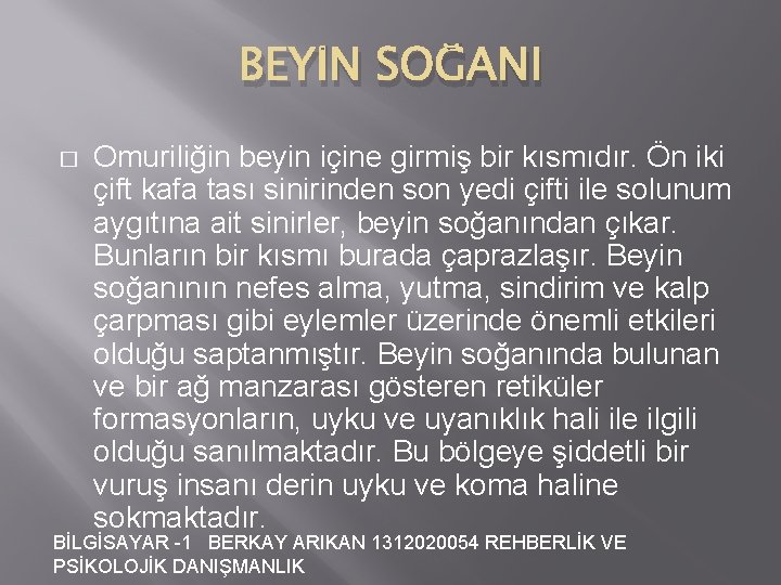 BEYİN SOĞANI � Omuriliğin beyin içine girmiş bir kısmıdır. Ön iki çift kafa tası