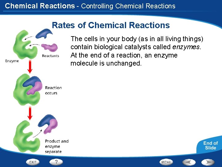 Chemical Reactions - Controlling Chemical Reactions Rates of Chemical Reactions The cells in your