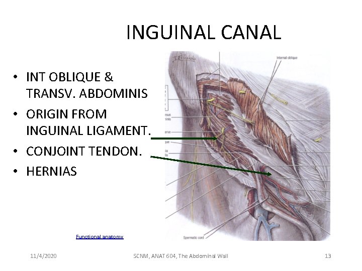 INGUINAL CANAL • INT OBLIQUE & TRANSV. ABDOMINIS • ORIGIN FROM INGUINAL LIGAMENT. •