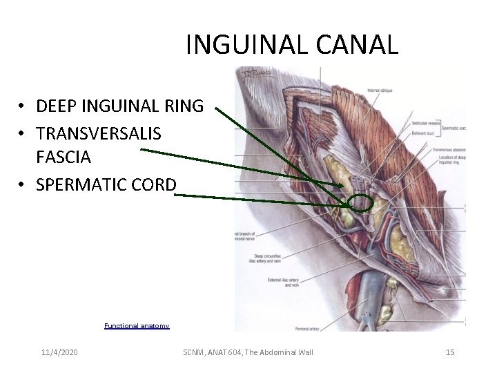 INGUINAL CANAL • DEEP INGUINAL RING • TRANSVERSALIS FASCIA • SPERMATIC CORD Functional anatomy