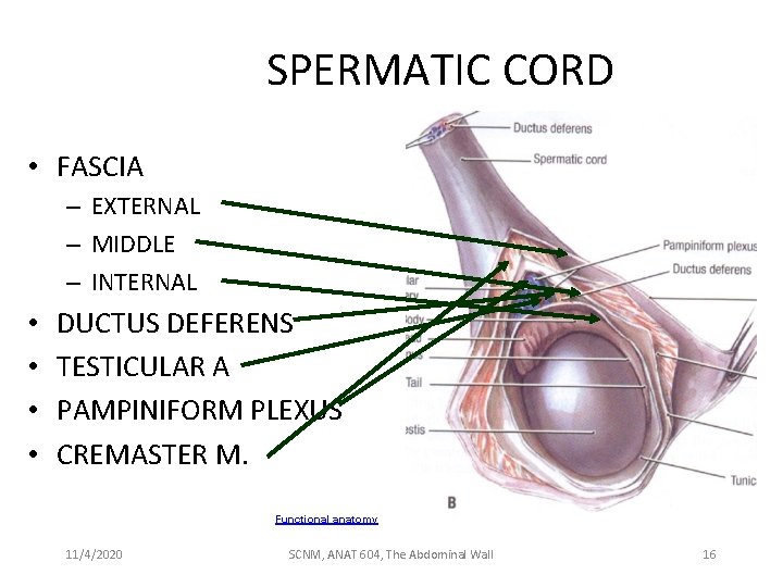 SPERMATIC CORD • FASCIA – EXTERNAL – MIDDLE – INTERNAL • • DUCTUS DEFERENS