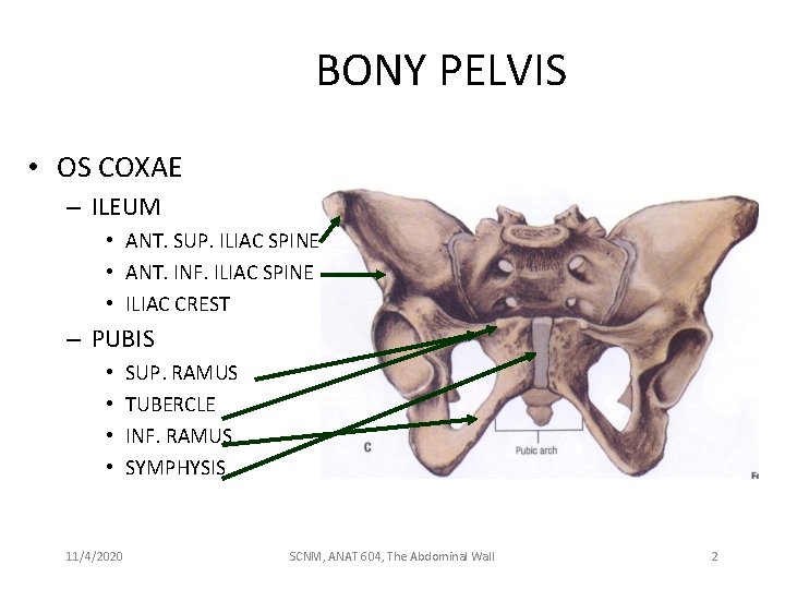 BONY PELVIS • OS COXAE – ILEUM • ANT. SUP. ILIAC SPINE • ANT.