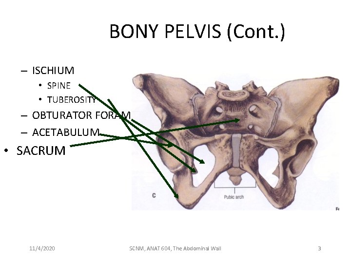 BONY PELVIS (Cont. ) – ISCHIUM • SPINE • TUBEROSITY – OBTURATOR FORAMEN –