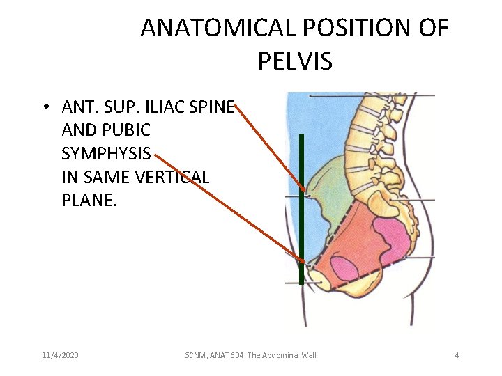 ANATOMICAL POSITION OF PELVIS • ANT. SUP. ILIAC SPINE AND PUBIC SYMPHYSIS IN SAME