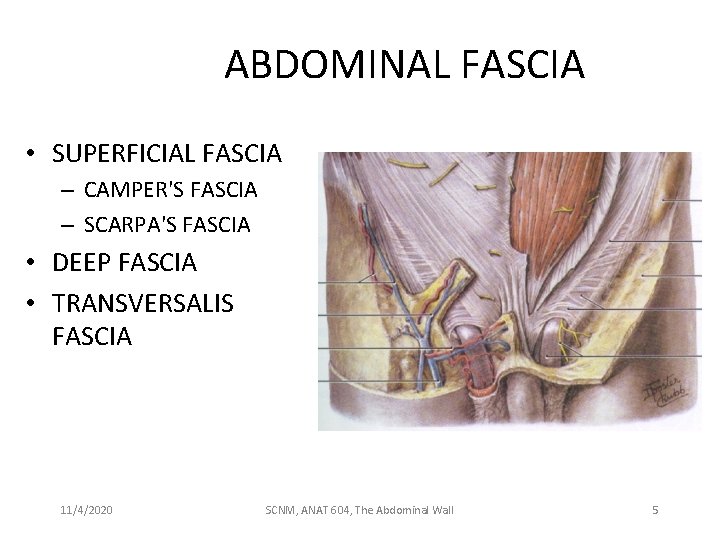 ABDOMINAL FASCIA • SUPERFICIAL FASCIA – CAMPER'S FASCIA – SCARPA'S FASCIA • DEEP FASCIA