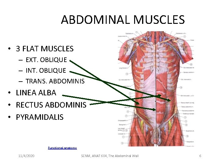 ABDOMINAL MUSCLES • 3 FLAT MUSCLES – EXT. OBLIQUE – INT. OBLIQUE – TRANS.