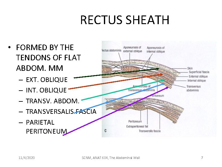 RECTUS SHEATH • FORMED BY THE TENDONS OF FLAT ABDOM. MM – – –