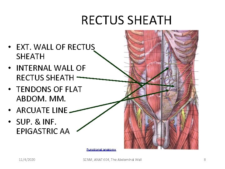 RECTUS SHEATH • EXT. WALL OF RECTUS SHEATH • INTERNAL WALL OF RECTUS SHEATH