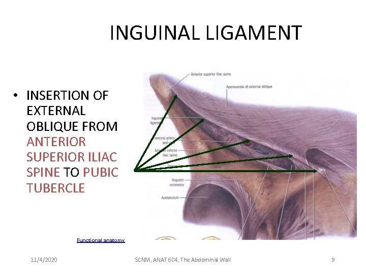 INGUINAL LIGAMENT • INSERTION OF EXTERNAL OBLIQUE FROM ANTERIOR SUPERIOR ILIAC SPINE TO PUBIC